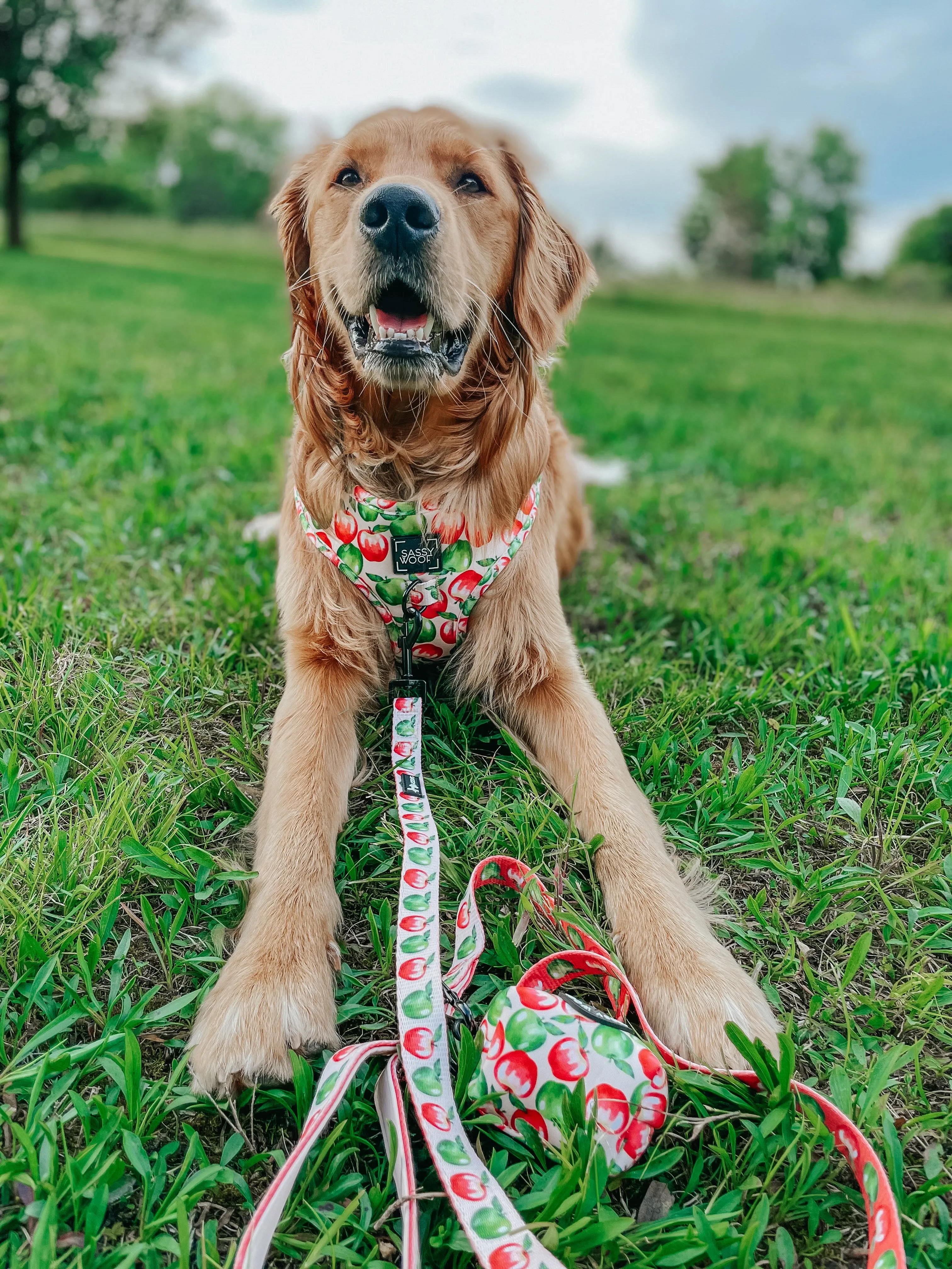 Dog Waste Bag Holder - Apple of My Eye