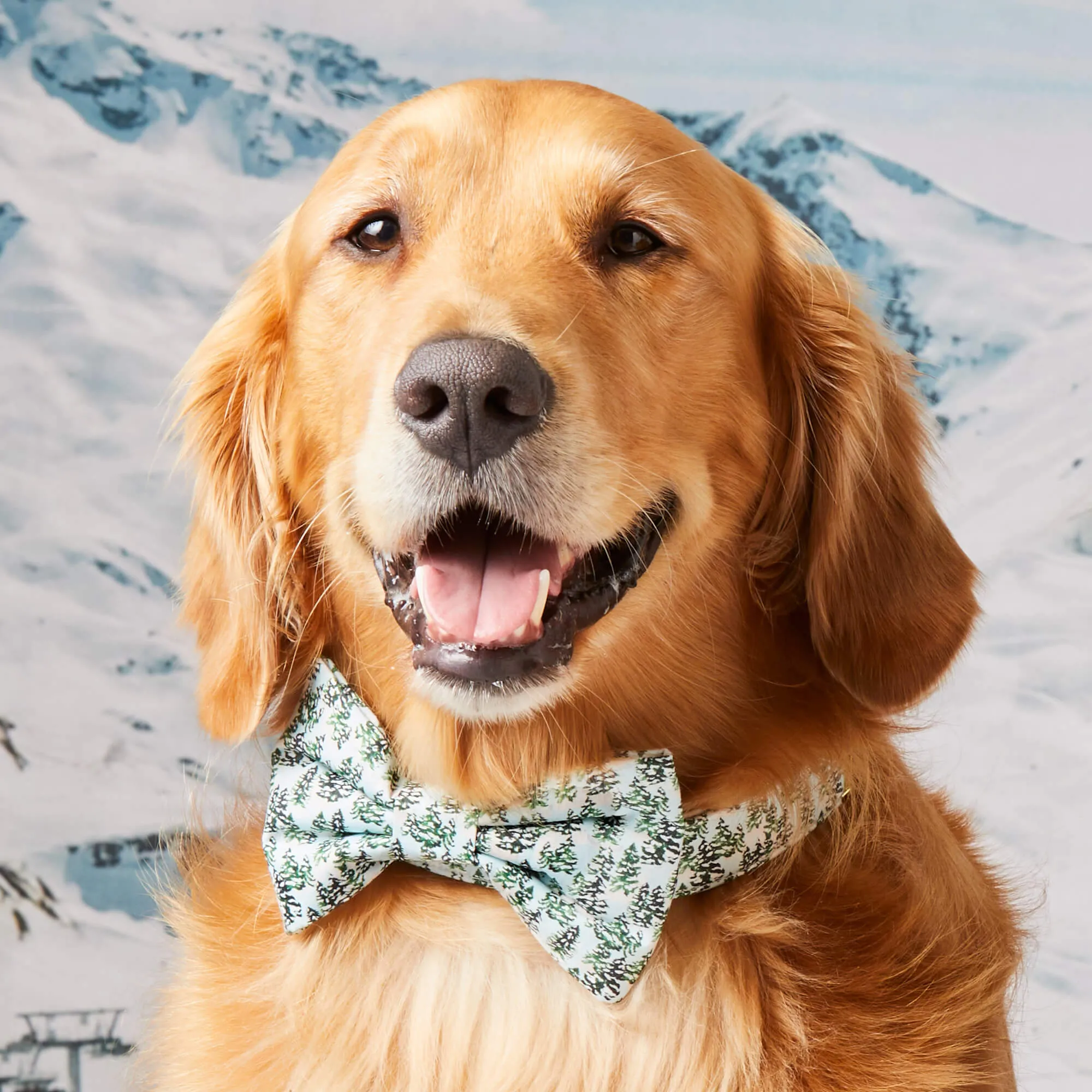 Gray Malin x TFD Snowy Pines Dog Bow Tie