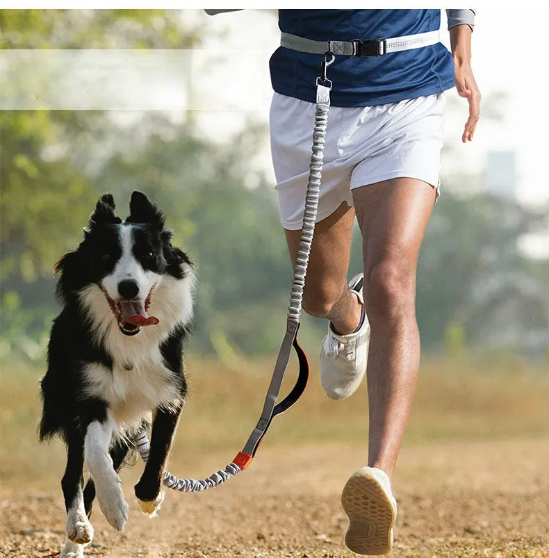 Waist Band with Bungee Hands Free Dog Leash